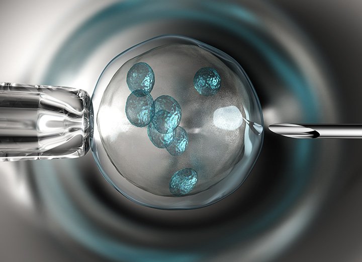 Tüp bebek tedavilerinde toplanan her yumurta döllenir mi?