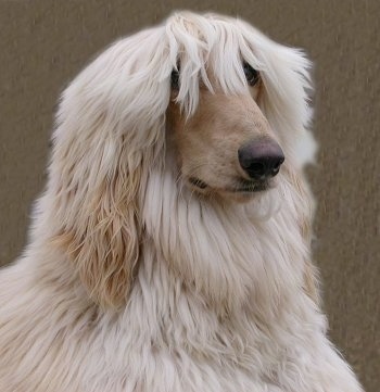 afghanTeddyteddy.JPG