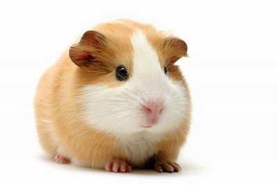 kobay-ginepig.jpg
