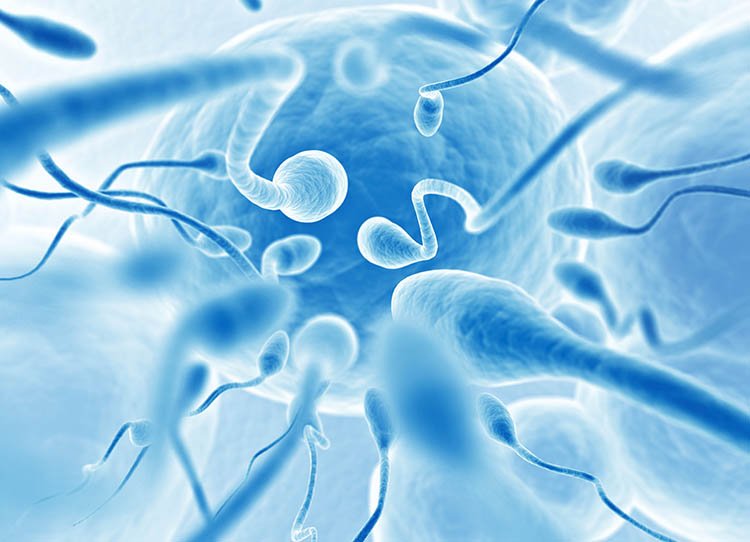Kök Hücrelerden Üretilen Sperm Erkek İnfertilitesi İçin Çare Olabilir