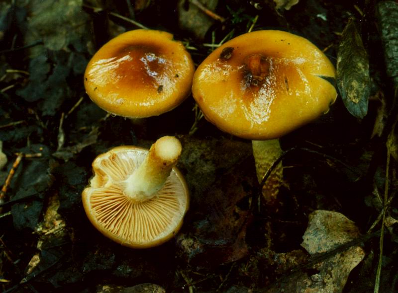 Cortinarius_collinitus_JS373.jpg