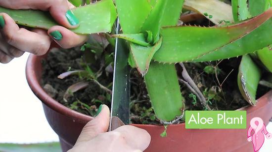 Is Aloe Vera Gel Good for the Skin? How long should it stay on the skin?