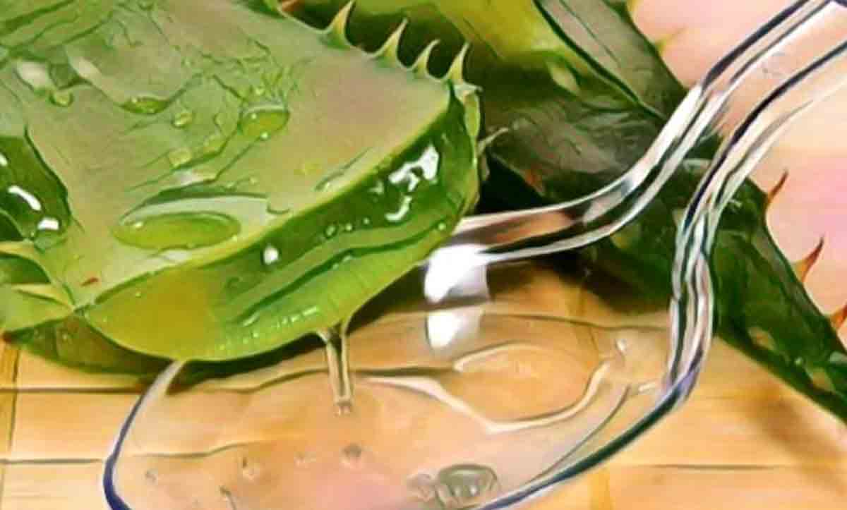 Benefits of Miracle Plant Aloe Vera Gel on Hair and Skin